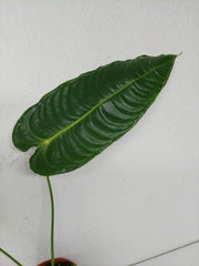 Anthurium Veitchii Narrow Form