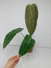 Anthurium Veitchii Narrow Form