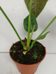 Anthurium Veitchii Narrow Form