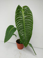 Anthurium Veitchii Narrow Form