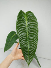 Anthurium Veitchii Narrow Form
