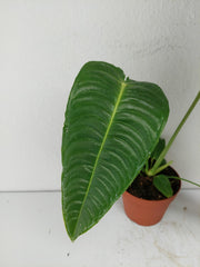 Anthurium Veitchii Narrow Form