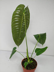 Anthurium Veitchii Narrow Form