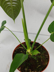Anthurium Veitchii Narrow Form