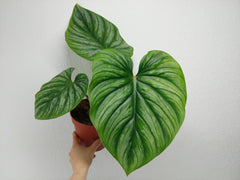 Philodendron Plowmanii