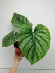 Philodendron Plowmanii