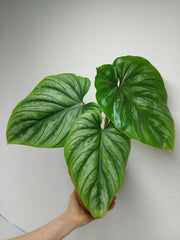Philodendron Plowmanii