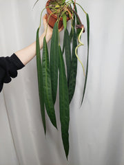Anthurium Wendlingeri