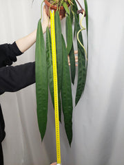 Anthurium Wendlingeri