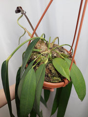 Anthurium Wendlingeri