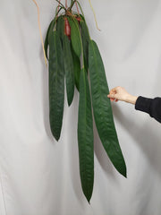 Anthurium Wendlingeri