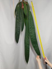 Anthurium Wendlingeri