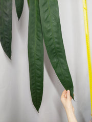 Anthurium Wendlingeri