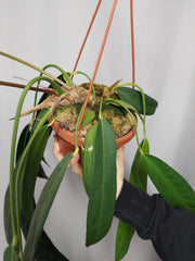 Anthurium Wendlingeri