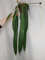 Anthurium Wendlingeri
