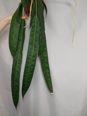 Anthurium Wendlingeri