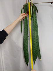 Anthurium Wendlingeri