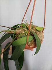 Anthurium Wendlingeri