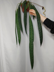 Anthurium Wendlingeri