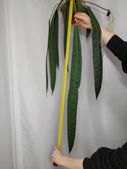 Anthurium Wendlingeri