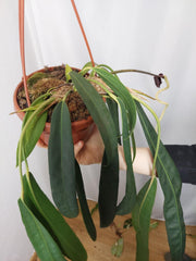 Anthurium Wendlingeri