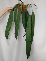 Anthurium Wendlingeri