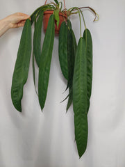 Anthurium Wendlingeri