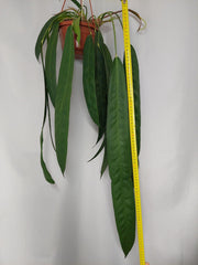 Anthurium Wendlingeri
