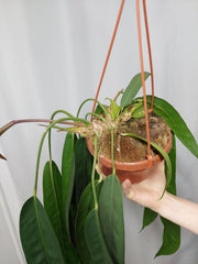 Anthurium Wendlingeri