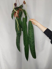 Anthurium Wendlingeri