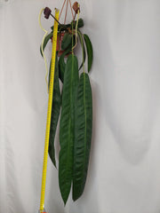 Anthurium Wendlingeri