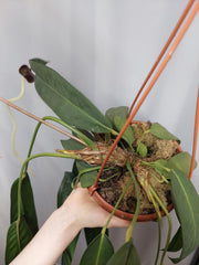 Anthurium Wendlingeri