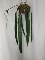 Anthurium Wendlingeri