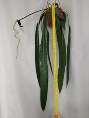 Anthurium Wendlingeri
