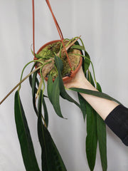Anthurium Wendlingeri