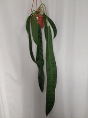 Anthurium Wendlingeri