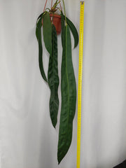 Anthurium Wendlingeri