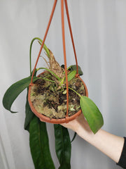 Anthurium Wendlingeri
