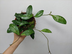 Hoya Crassipetiolata Splash