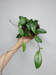 Hoya Crassipetiolata Splash