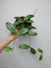 Hoya Crassipetiolata Splash