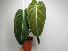 Philodendron Melanochrysum