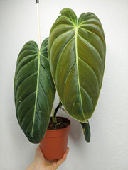 Philodendron Melanochrysum
