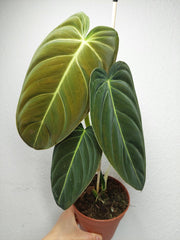 Philodendron Melanochrysum