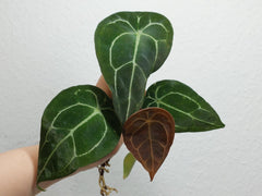 Anthurium Forgetii Silver Steckling