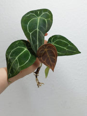 Anthurium Forgetii Silver Steckling