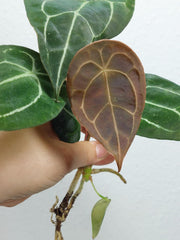 Anthurium Forgetii Silver Steckling