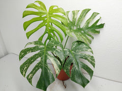 Monstera Mint Adult