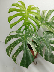 Monstera Mint Adult
