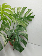 Monstera Mint Adult